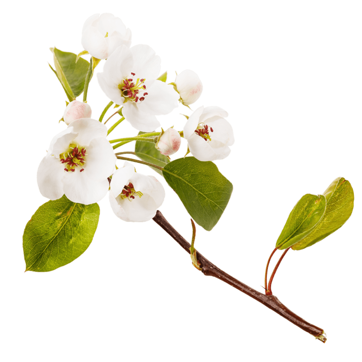 Apfelblüte