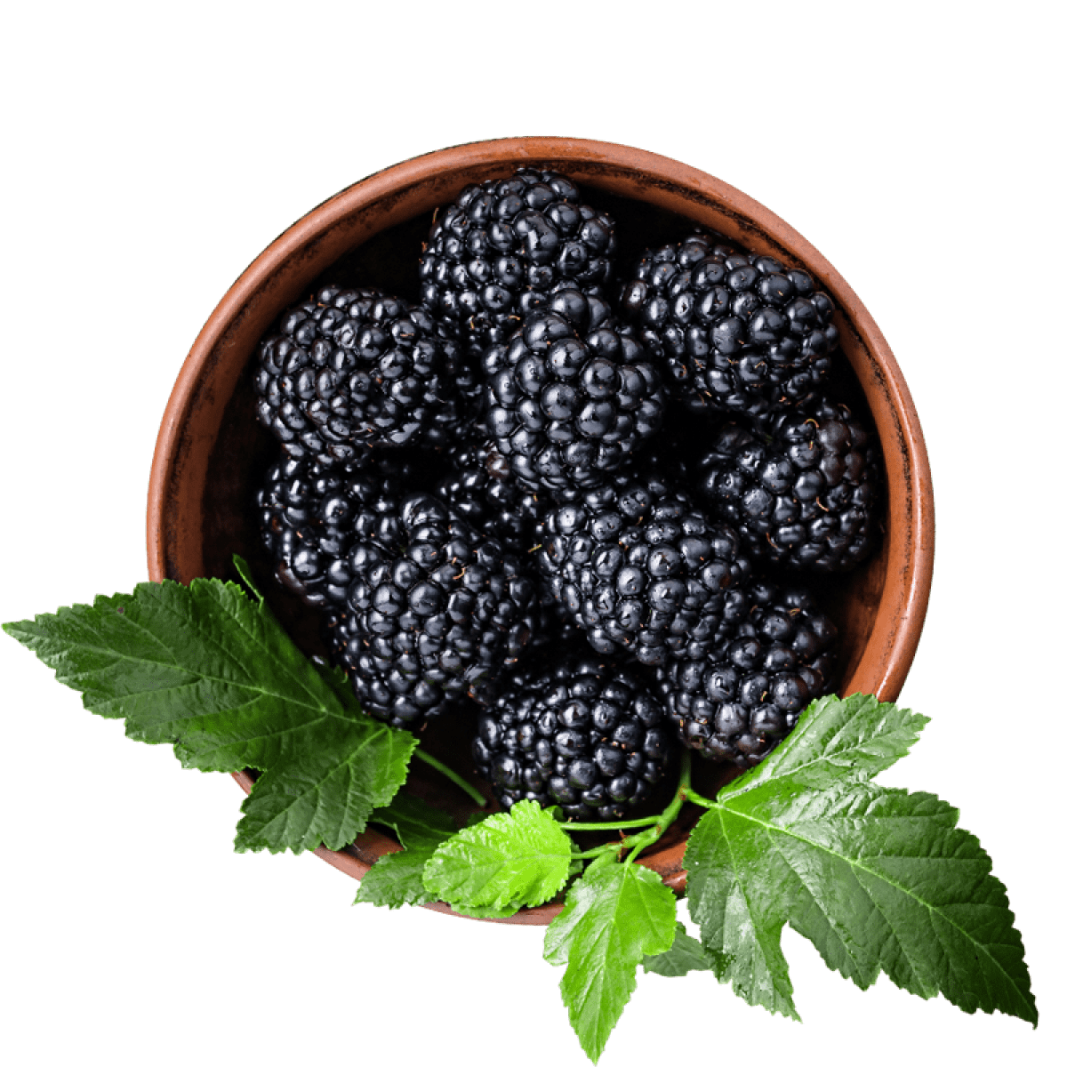 blackberry