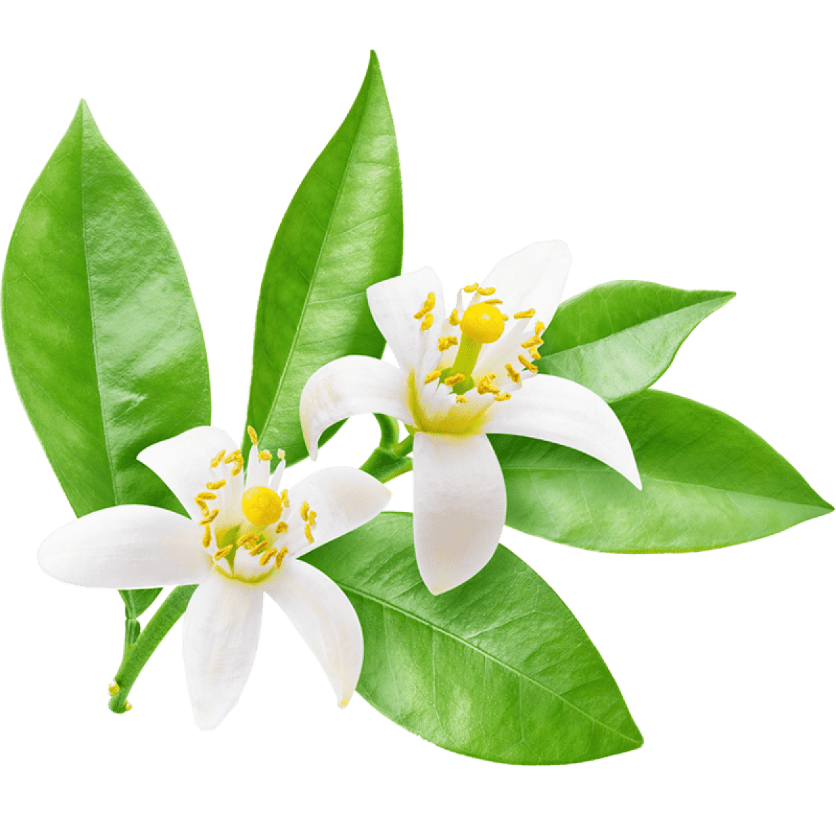 Zitronenblüte